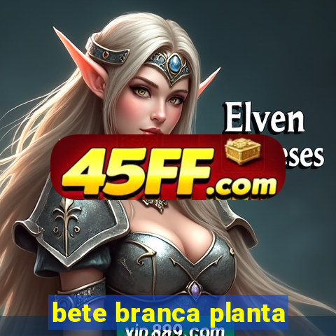 bete branca planta